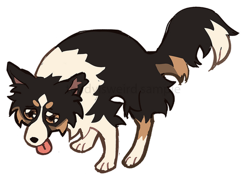 Collie Poop